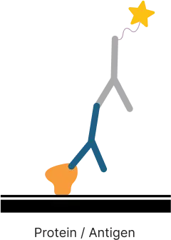 Protein Antigen
